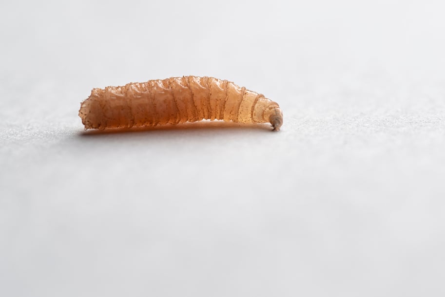 Maggot, fly larvae